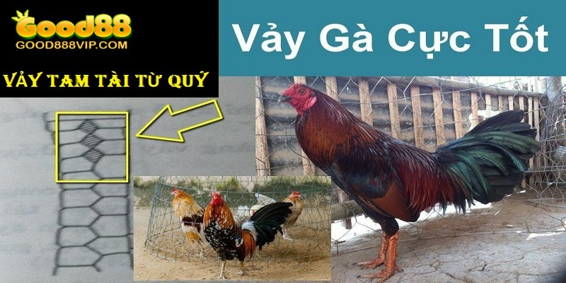 Vảy tam tài tứ quý chỉ có trên chân của thần kê